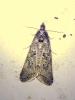 303697 – Photo : Moth-er – France (69)